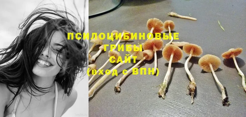 Галлюциногенные грибы Cubensis  мега   Бакал 